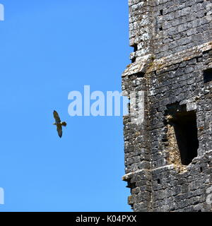 Lanner falcon il volo libero intorno Corfe Castle antiche fortificazioni, DORSET REGNO UNITO, presentato da albion falconeria Foto Stock