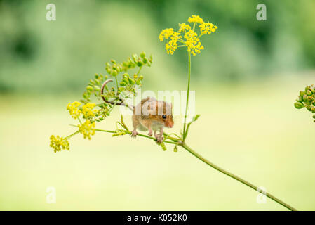 Harvest mouse (Micromys minutus) su wild pastinaca (pastinaca sativa) Foto Stock