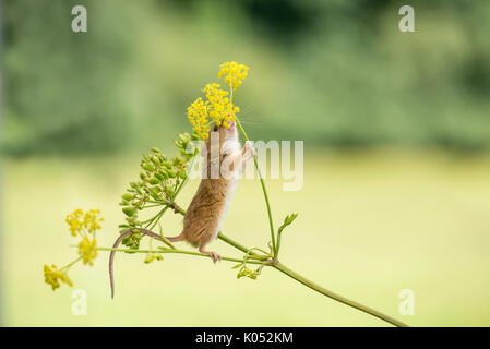 Harvest mouse (Micromys minutus) mangiare semi e fiori selvatici (pastinaca pastinaca sativa) Foto Stock