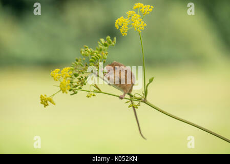 Harvest mouse (Micromys minutus) mangiare semi e fiori selvatici (pastinaca pastinaca sativa) Foto Stock