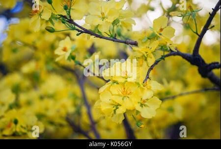 Ochna integerrima fiori in primavera a Can Tho city, Vietnam del sud. Foto Stock