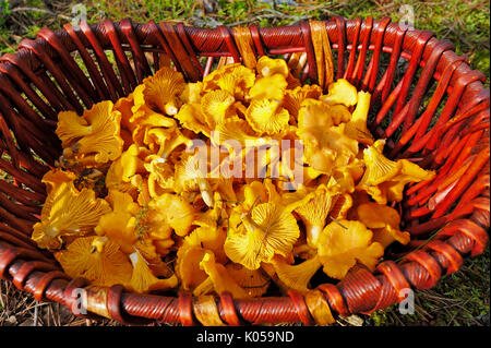 I funghi commestibili Chanterelle nel cesto di vimini Foto Stock