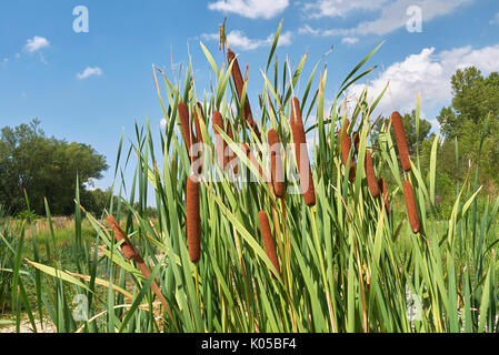 Typha latifolia close up Foto Stock