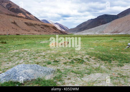 La marmotta himalayana con il paesaggio naturale in Leh Ladakh, Jammu e Kashmir India Foto Stock