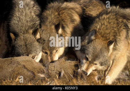 Legname o Lupo grigio, Canis lupus, Minnesota USA, situazione controllata, in autunno, wolf pack per il cervo kill Foto Stock