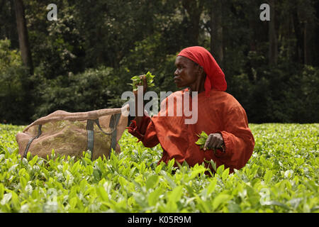 Raccolta di tè, Kakamega Forest, Kenya, tè utilizzato come buffer da disturbo umano sul boundariy della foresta Foto Stock