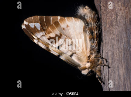 Kentish Gloria Tarma Endromis versicolora, maschio adulto, sul gambo, modello marrone ali. Foto Stock