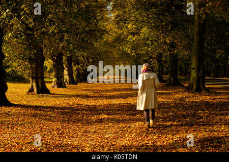 Donna che cammina da sola in autunno alberi. Lime Tree avenue a Clumber Park. Foto Stock