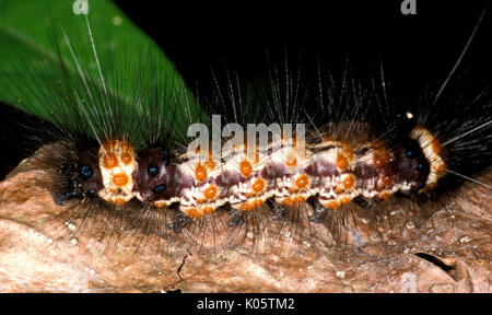 Saturniid Moth Caterpillar, Perù, spinoso, giungla, foresta pluviale Foto Stock