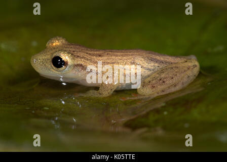 Testa stretta raganella, Scinax elaeochroa, su foglie in acqua, giungla, Iquitos, Perù settentrionale, . Foto Stock