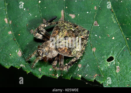 Orb Weaver Spider, Famiglia Araneidae, Manu Perù, criptico mimetizzata su foglia, jungle, Amazon, verde addome modellato, avvolto a ricciolo Foto Stock