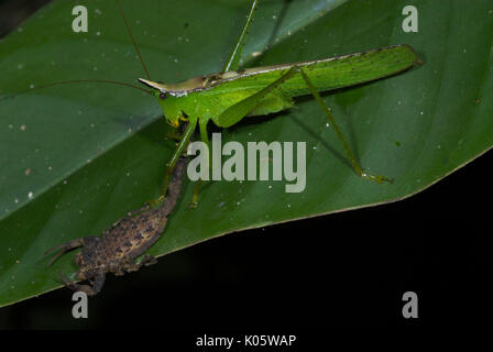 Conehead Katydid, Copiphora sp., Manu, Perù, alimentando su scorpion, giungla, verde, predator, predation, preda, attaccando sting prima di coda. Foto Stock