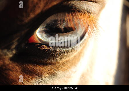 Cavallo con occhio azzurro Foto Stock