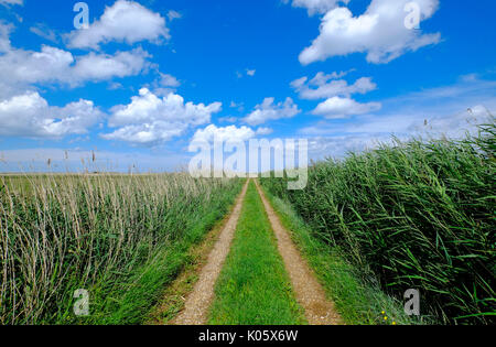 Traccia su cley riserva naturale, North Norfolk, Inghilterra Foto Stock