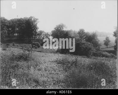 Terra non occupato in prossimità di Roland Park e Guilford, il terreno è collinare ed erbacce ed arbusti sono in primo piano ci sono grandi gruppi di alberi in background, Stati Uniti, 1910. Questa immagine viene da una serie di documentare la costruzione e la vendita di case nel parco di Roland/Guilford quartiere di Baltimora, un tram sobborgo e una delle prime comunità prevista negli Stati Uniti. Foto Stock