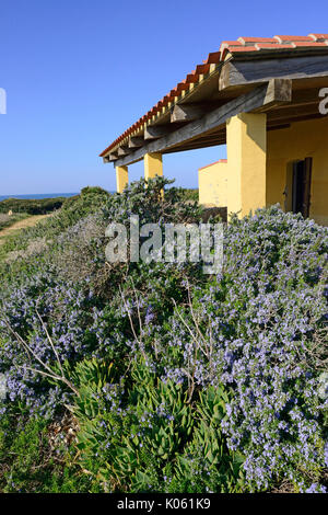 Una pianta di rosmarino nei pressi di Torre Seu, Sinis, Sardegna, Italia Foto Stock