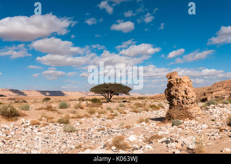 Un lone acacia alla base del Cratere di Ramon nel deserto del Negev, Israele, il più grande makhtesh nel mondo. Foto Stock