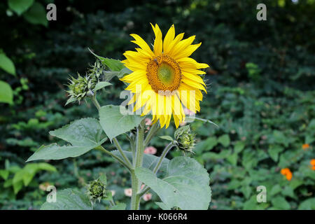 St James Park - Londra, Regno Unito. 21 Ago, 2017. Girasole in St James Park Credit: Dinendra Haria/Alamy Live News Foto Stock