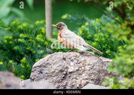 Leucistic American Robin (Turdus migratorius) arroccata su una roccia. Foto Stock