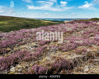 Heather crescente torna su Managed Grouse brughiera vicino ponte Pateley Nidderdale AONB Yorkshire Inghilterra Foto Stock