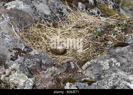 Il nido di un comune sea gull (Larus canus) con un singolo uovo Foto Stock