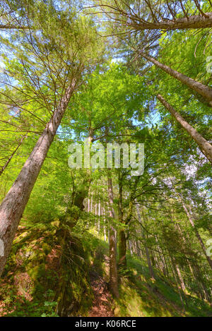 Gli alberi in una foresta da sotto, bassa angolazione prospettica, obiettivo grandangolare Foto Stock