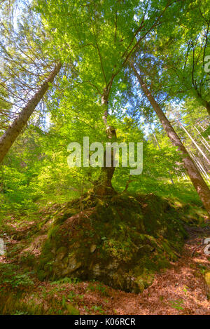 Gli alberi in una foresta da sotto, basso angolo prospettiva Foto Stock