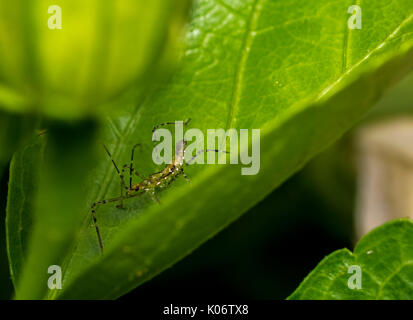 Leafhopper assassin bug (Zelus renardii) su una foglia Foto Stock