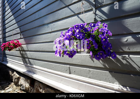 Fiori in vasi appesi al muro della casa Foto Stock