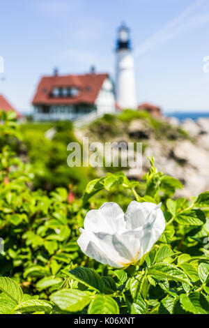 Macro closeup di bianco ruguosa rose fiori di rosa canina su bush nel Maine con il faro in background Foto Stock