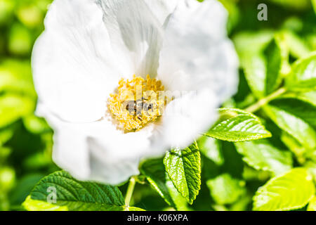 Macro closeup di bianco rugosa rose fiori di rosa canina su bush nel Maine con bumblebee Foto Stock