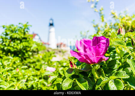 Macro closeup di rosa rugosa rose fiori di rosa canina su bush nel Maine con il faro in background Foto Stock