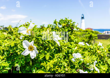 Primo piano di molti rugosa bianca rose fiori di rosa canina su bush nel Maine con il faro in background Foto Stock