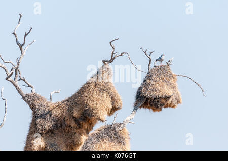 Un pallido meridionale salmodiare Goshaw, Melierax canorus, sulla sommità di un enorme comunità nido di socievole tessitori, Philetairus socius, costruito in un albero morto Foto Stock