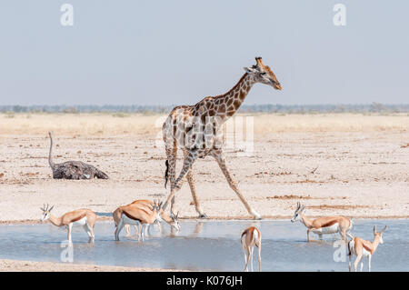 Una giraffa e springboks a waterhole in Namibia settentrionale. Una femmina di struzzo è anche visibile Foto Stock