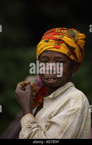 Raccolta di tè, Kakamega Forest, Kenya, tè utilizzato come buffer da disturbo umano sul boundariy della foresta Foto Stock