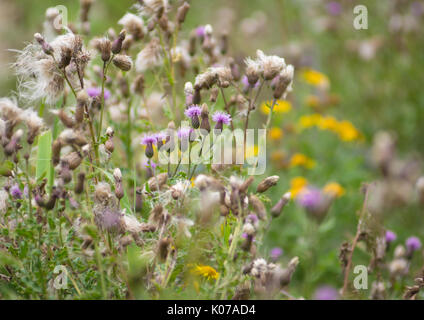 Viola fiori di cardo crescente tra le altre teste di semina e altre wild fiori gialli. Foto Stock