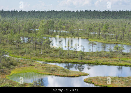 Palude, betulle, pini e acqua blu. sera la luce del sole in bog. riflessione di marsh alberi. fen, laghi, foresta. moor in serata d'estate. slough e naturale Foto Stock