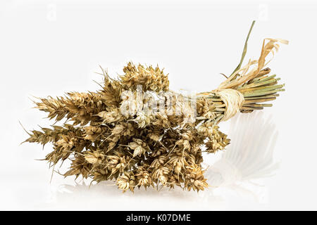 Grappolo di grano isolato su sfondo bianco. Profumo di grano. Golden spikelets. Foto Stock