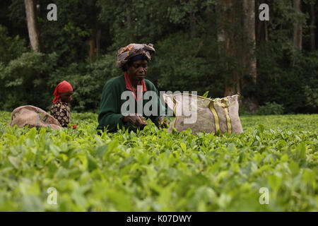 Raccolta di tè, Kakamega Forest, Kenya, tè utilizzato come buffer da disturbo umano sul boundariy della foresta Foto Stock