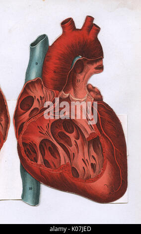 Sezione trasversale di un cuore Foto Stock