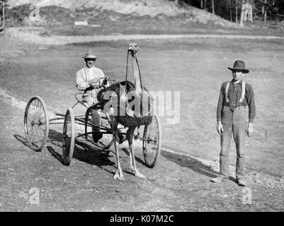 Uomo alla guida di uno struzzo come cavallo trotting in America Foto Stock