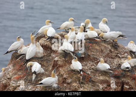 Northern sule (Morus bassanus), l'allevamento di colonia su roccia arenaria, Isola di Helgoland, Mare del Nord, Germania Foto Stock