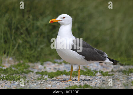 Lesser black-backed gull (Larus fuscus), adulto, in piedi sulla sabbia, ghiaia, Isola di Helgoland, Mare del Nord, Germania Foto Stock