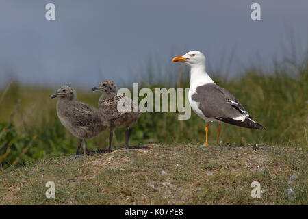 Lesser black-backed gull (Larus fuscus), Adulto, permanente sulla collina erbosa con uccelli giovani, Isola di Helgoland, Mare del Nord, Germania Foto Stock
