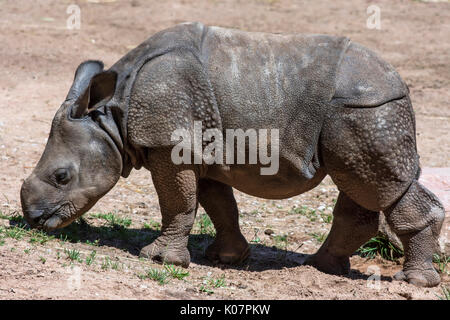 Giovani il rinoceronte indiano (Rhinoceros unicornis), captive Foto Stock