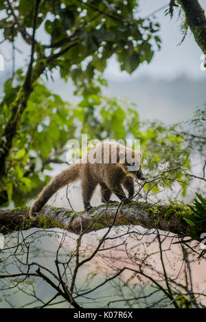 Anello-tailed coati (Nasua nasua) arrampicata sugli alberi, Parque Nacional do Iguaçu, Paraná, Brasile Foto Stock