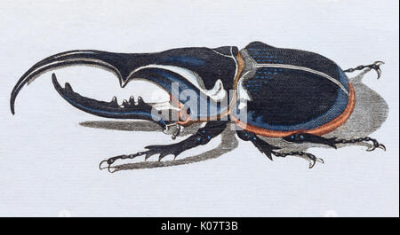 Hercules beetle (Scarabaeus Hercules), colorate a mano incisione su rame dal libro per bambini di Friedrich Justin Bertuch, Weimar Foto Stock