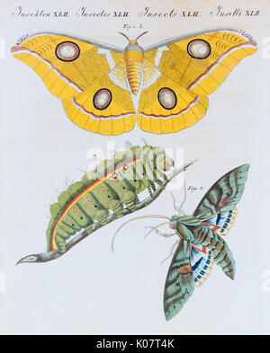 Falena giallo (Phalaena Bombice Paphia), Pacchiano Sphinx (Sphinx labruscae), farfalle colorate a mano incisione su rame da Foto Stock