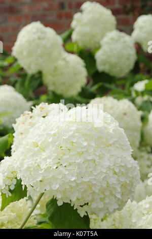 Hydrangea arborescens " Annabelle' in piena fioritura in un giardino inglese confine in estate (agosto) AGM Foto Stock